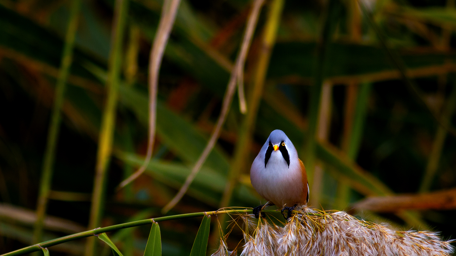 Bearded Reedling
